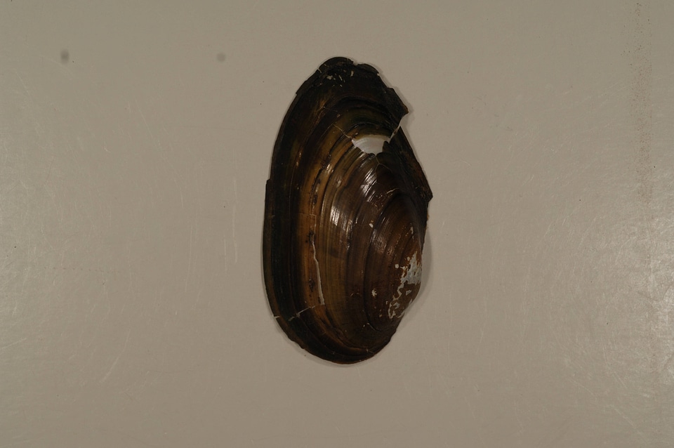 Pyganodon cataracta (outside)-1