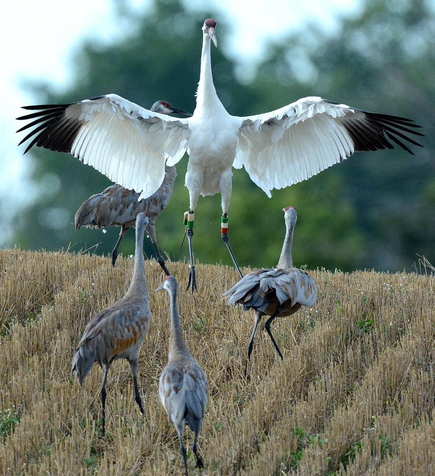Whooping Crane with Sandhill Cranes
