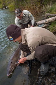 USFWS Fisheries workers prepare to release Lake sturgeon-2