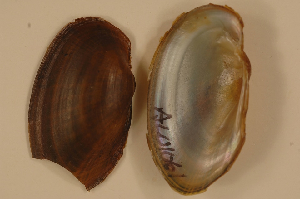 Hamiota australis-1