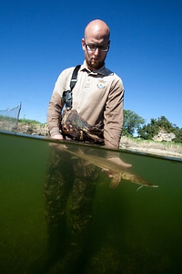 Fishery biologist examines an Shovelnose sturgeon-3 photo
