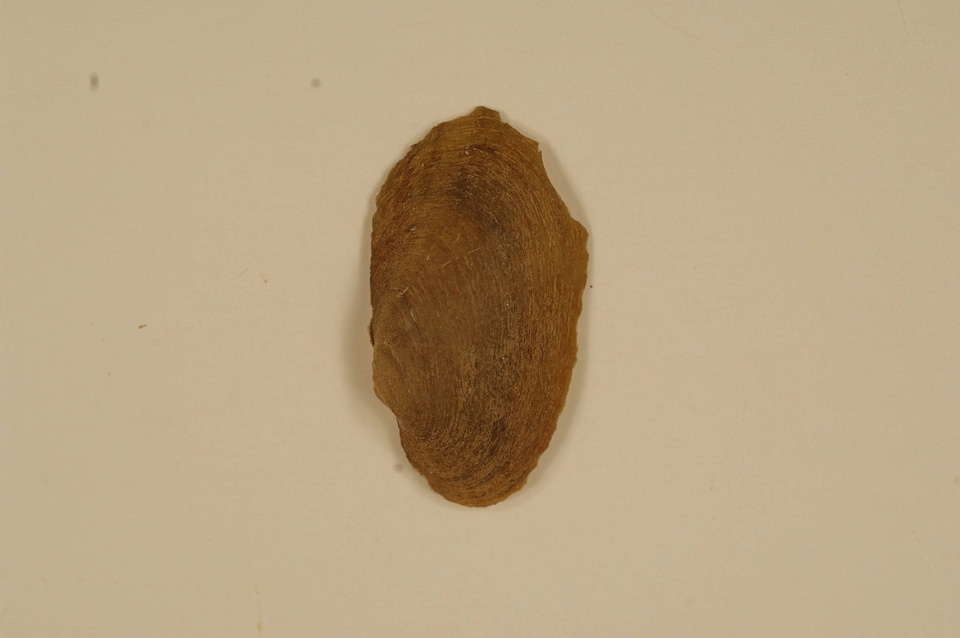 Toxolasma parvum (outside)