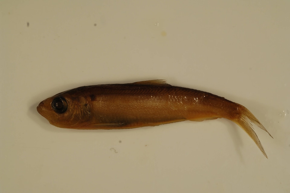 Alosa aestivalis-2