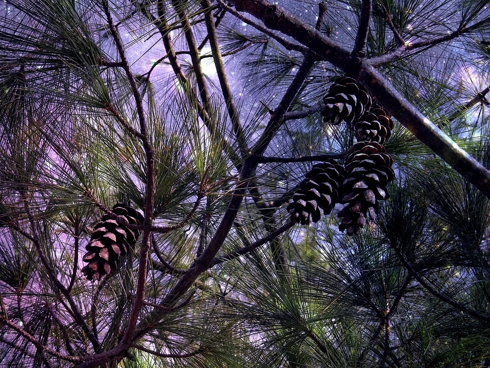 Tap conifer tree photo