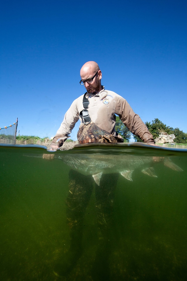 Fishery biologist surveys an American paddlefish