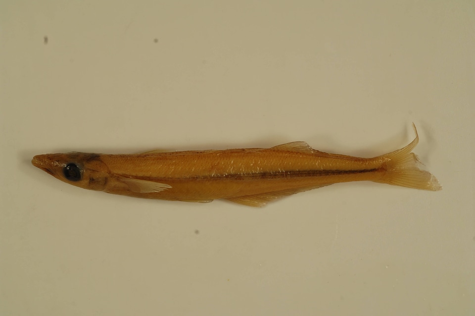 Labidesthes sicculus-3