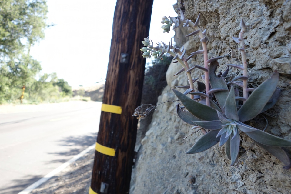 Santa Monica Mountains dudleya-4