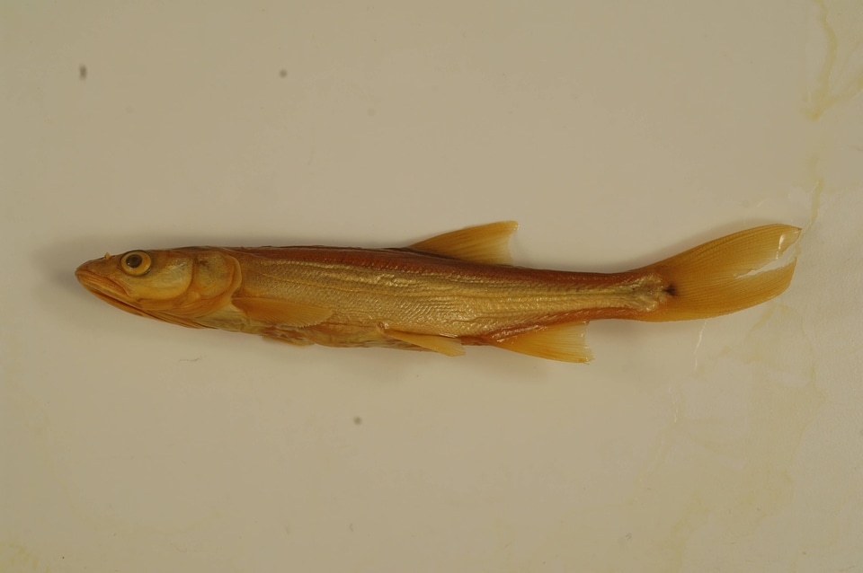 Ptychocheilus lucius-6