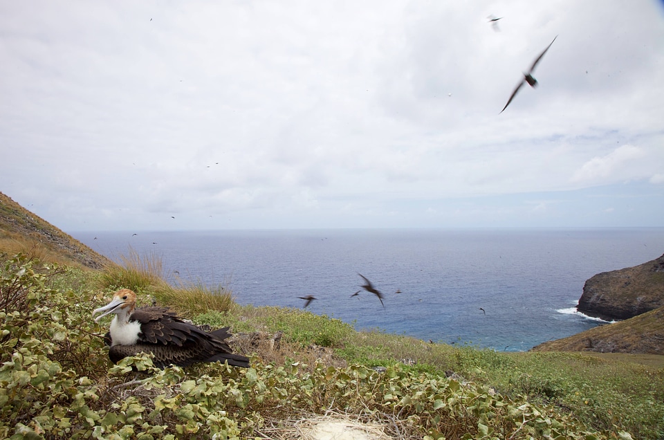 Nihoa Millerbird Translocation-1