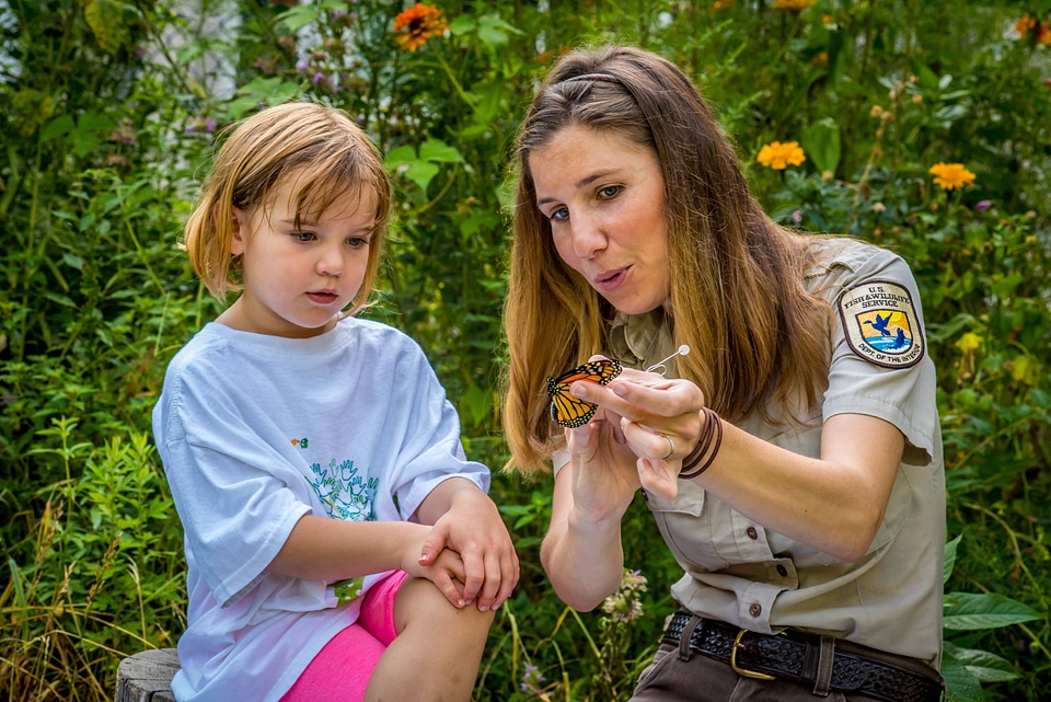 FWS employee shows child where to tag a monarch-5