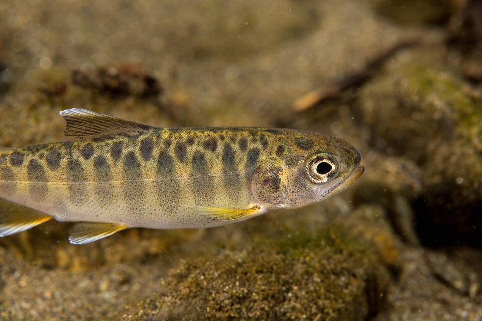 Juvenile Chinook salmon-3