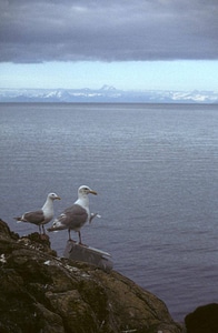 Glaucous-winged Gulls-2 photo