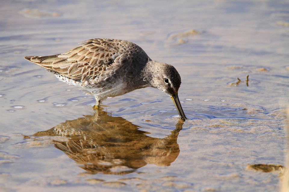 Long-billed Dowitcher-7