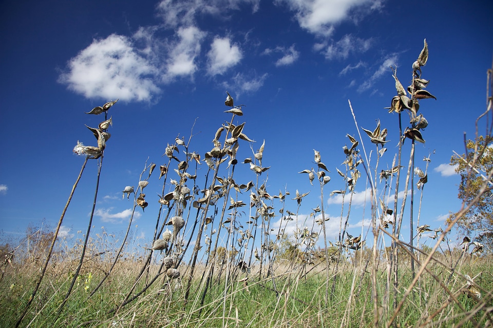Milkweeds standing alone against the blue sky