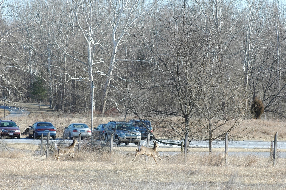 Herd of White-tailed Deer-1