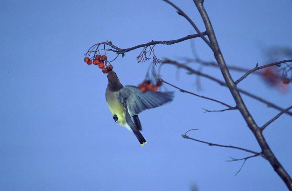 Cedar waxwing feeding on berries