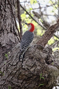 Red-bellied Woodpecker-2 photo