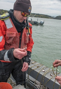 USFWS Fisheries crew baiting lines for lake sturgeon-4