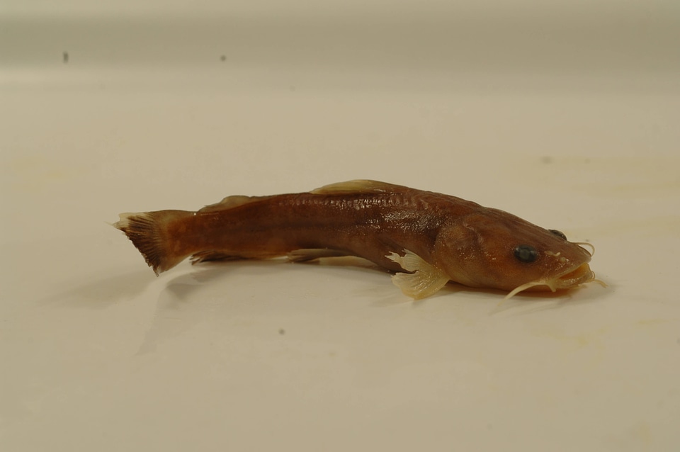 Pylodictis olivaris-3