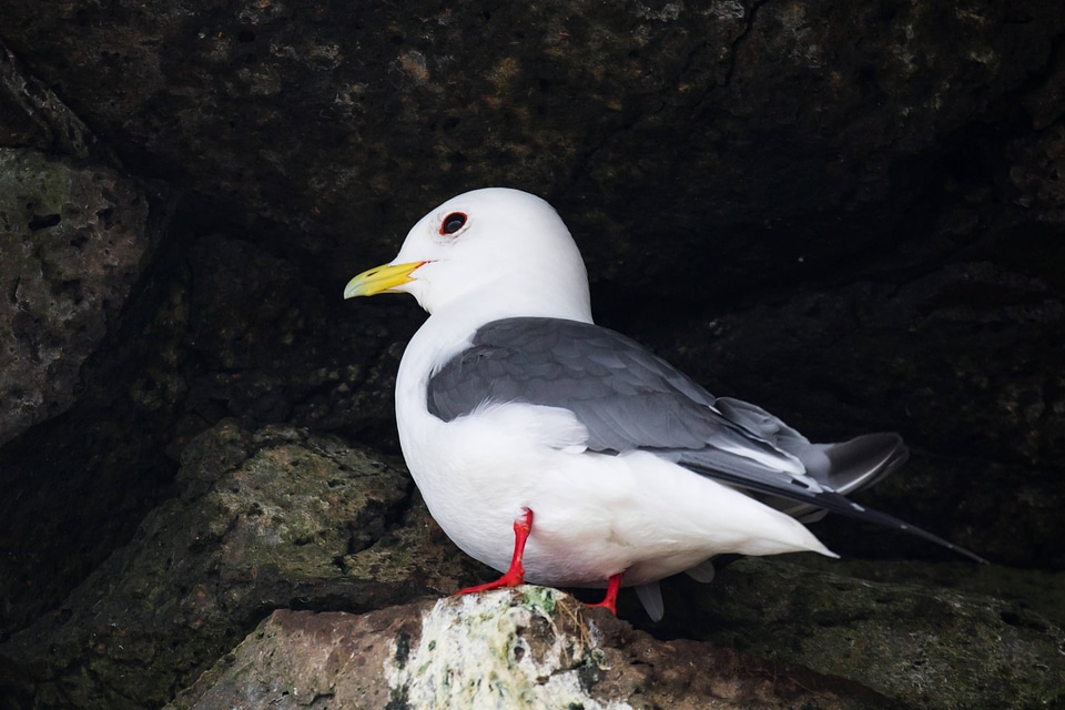 Red-legged kittiwake-4