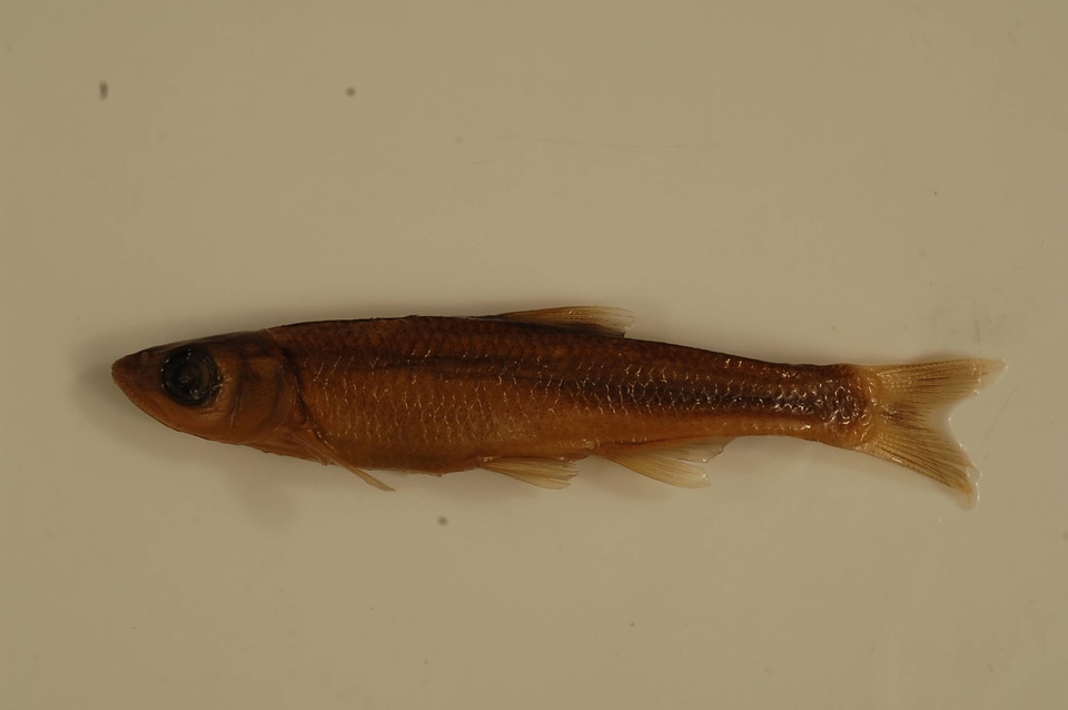 Luxilus coccogenis