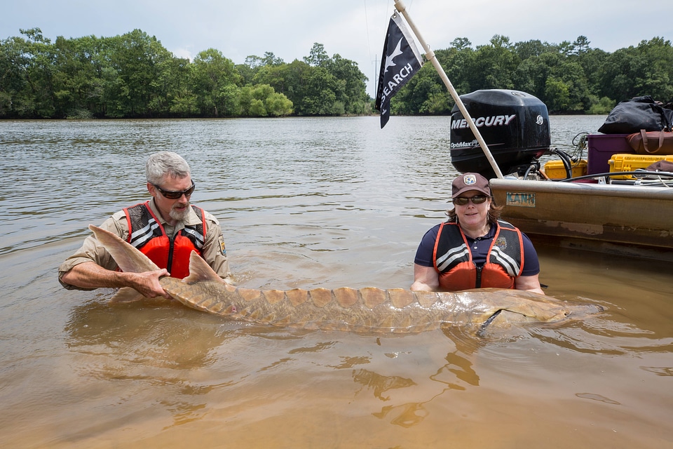Biologists show length of Gulf sturgeon in river-2