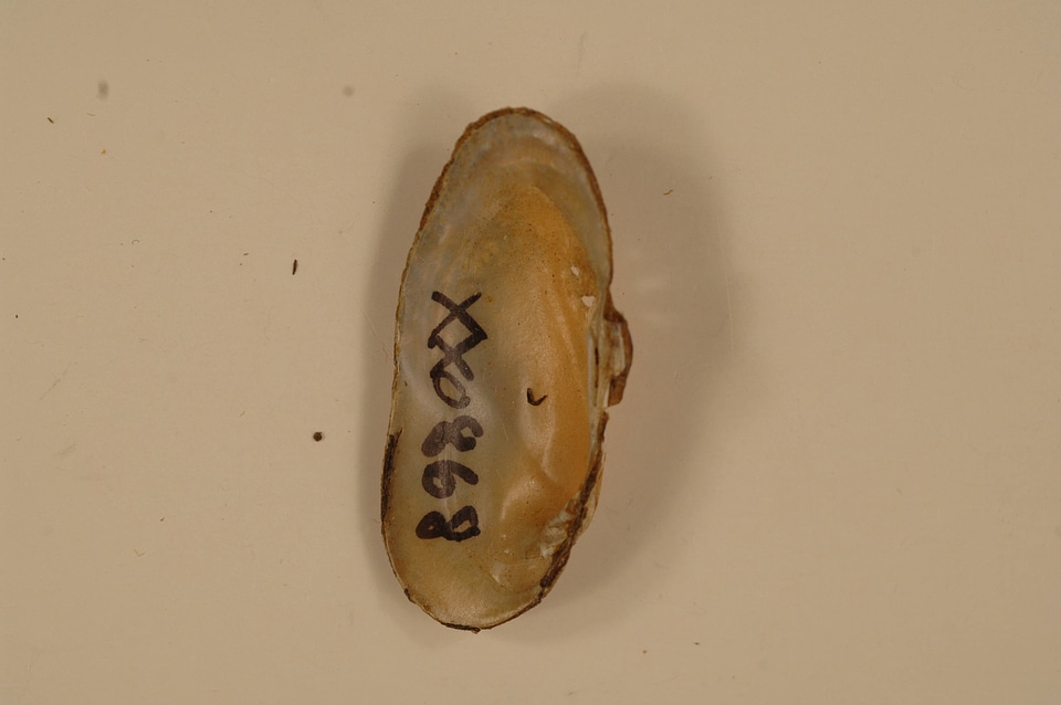 Medionidus conradicus (inside)-1