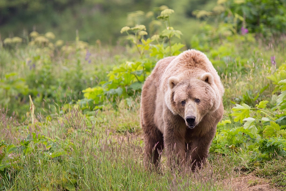 Kodiak brown bear-2