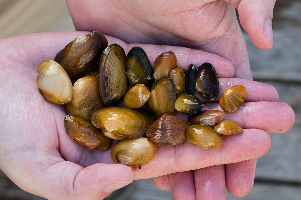 Federally endangered mussels-1