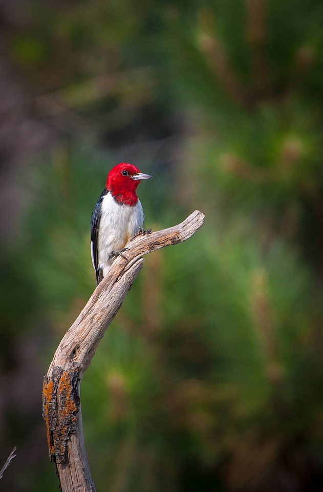 Red-headed woodpecker on dead snag-1