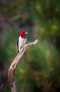 Red-headed woodpecker on dead snag-1
