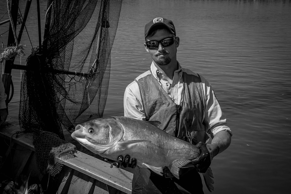 Crew member on The Magna Carpa, capturing Silver carp-3