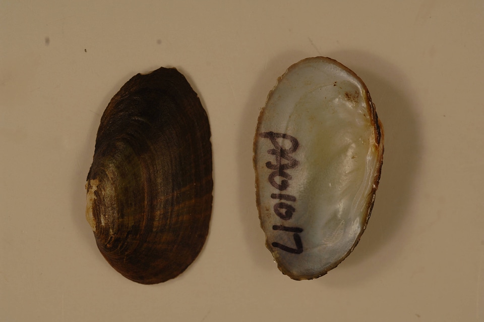Villosa fabalis-1