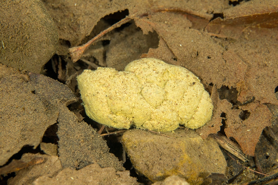 Beaver excrement-1