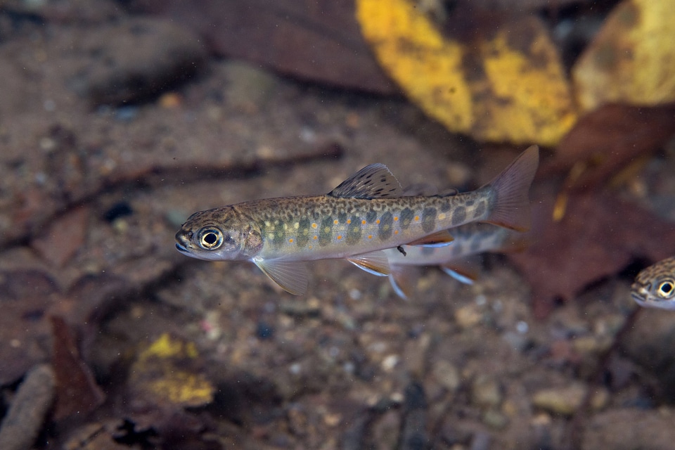 Young brook trout  with fall leaves in water-1