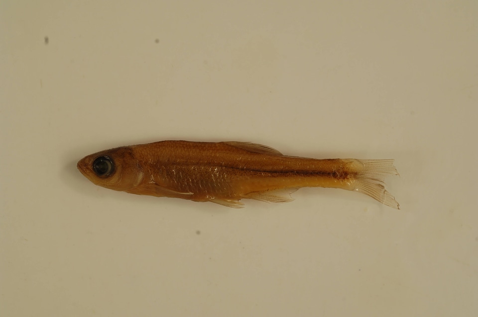 Lythrurus fumeus
