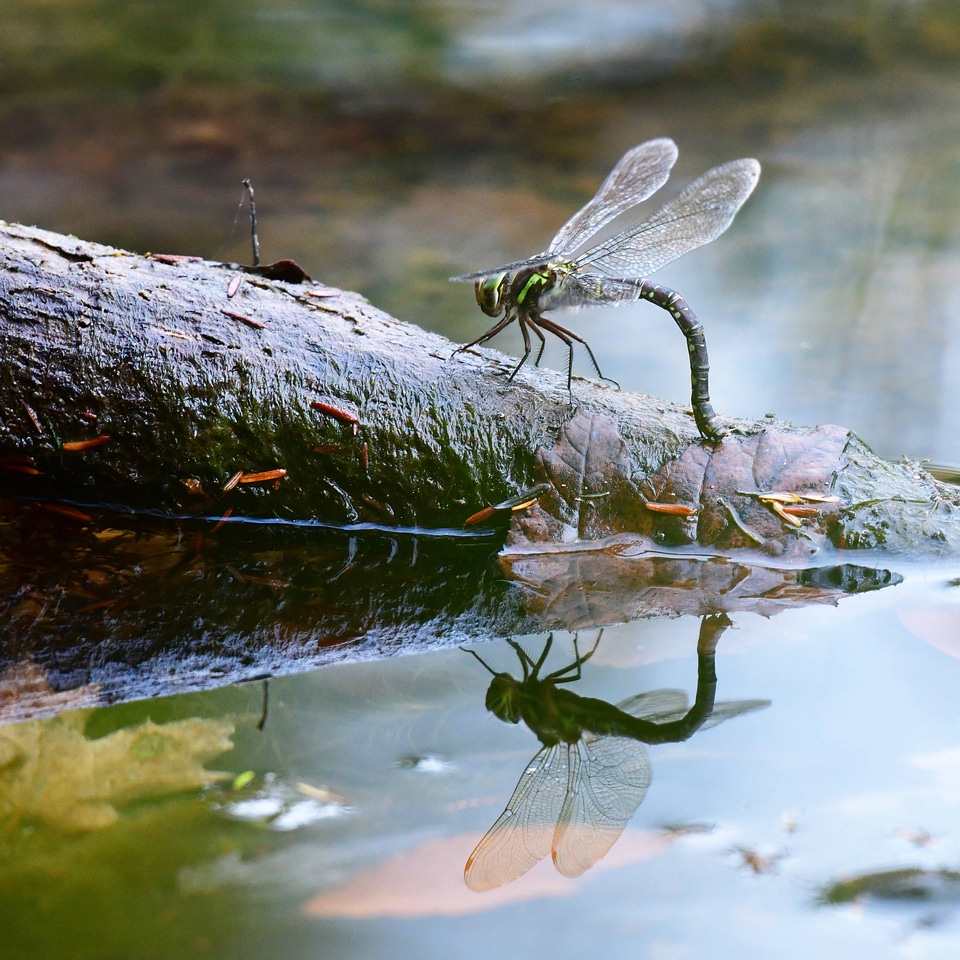 Lance-tipped darner dragonfly