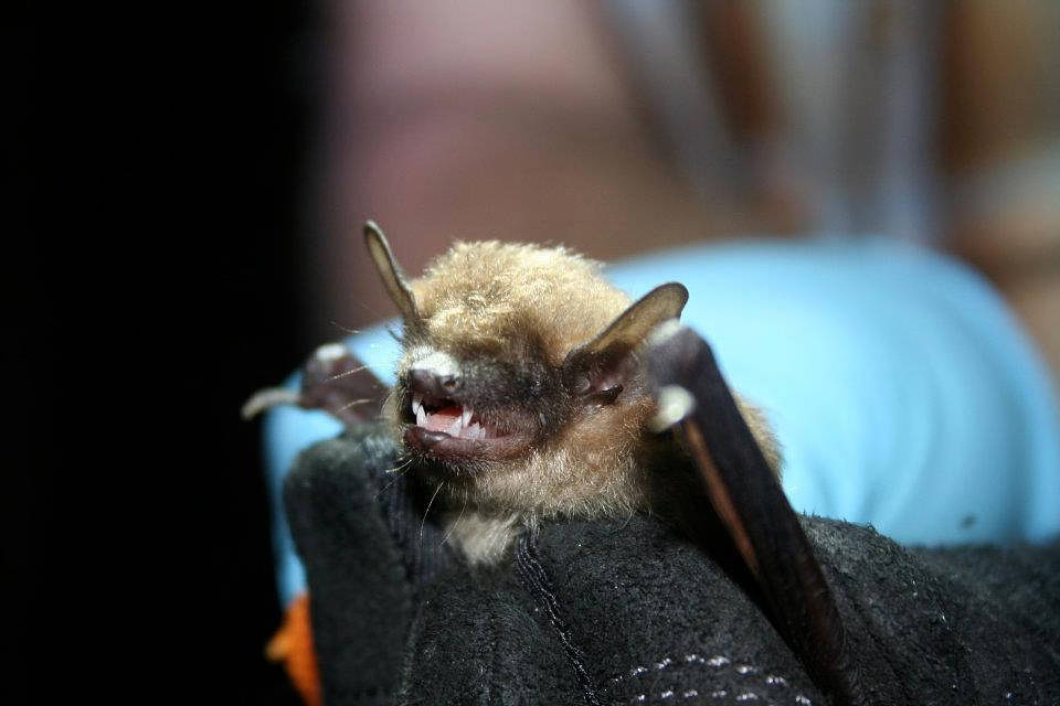 Big brown bat photo