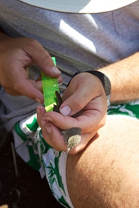 Nihoa Millerbird Translocation-6