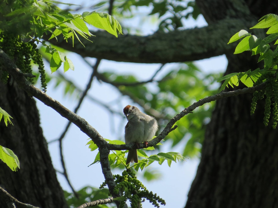 Chipping Sparrow-2