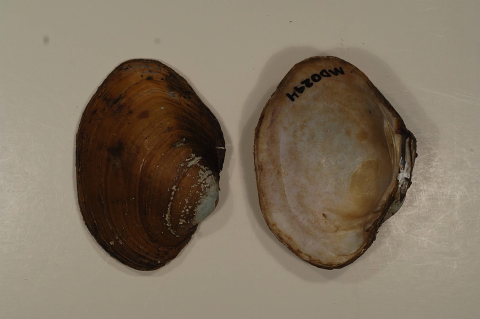 Lampsilis sp.-3