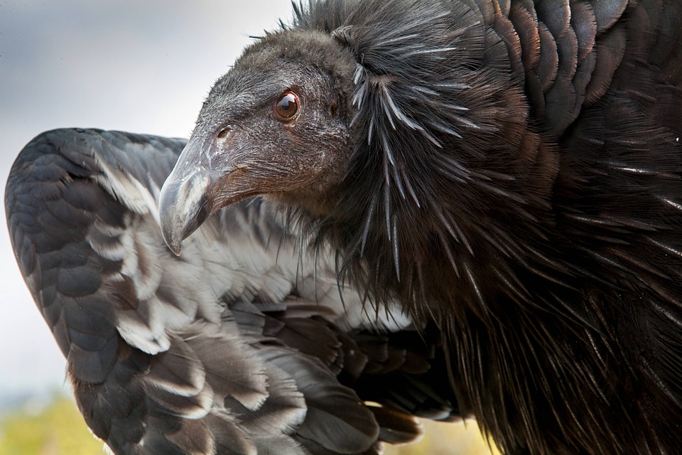 California Condor-1