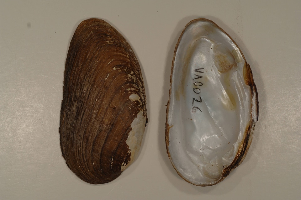 Ptychobranchus fasciolaris-4