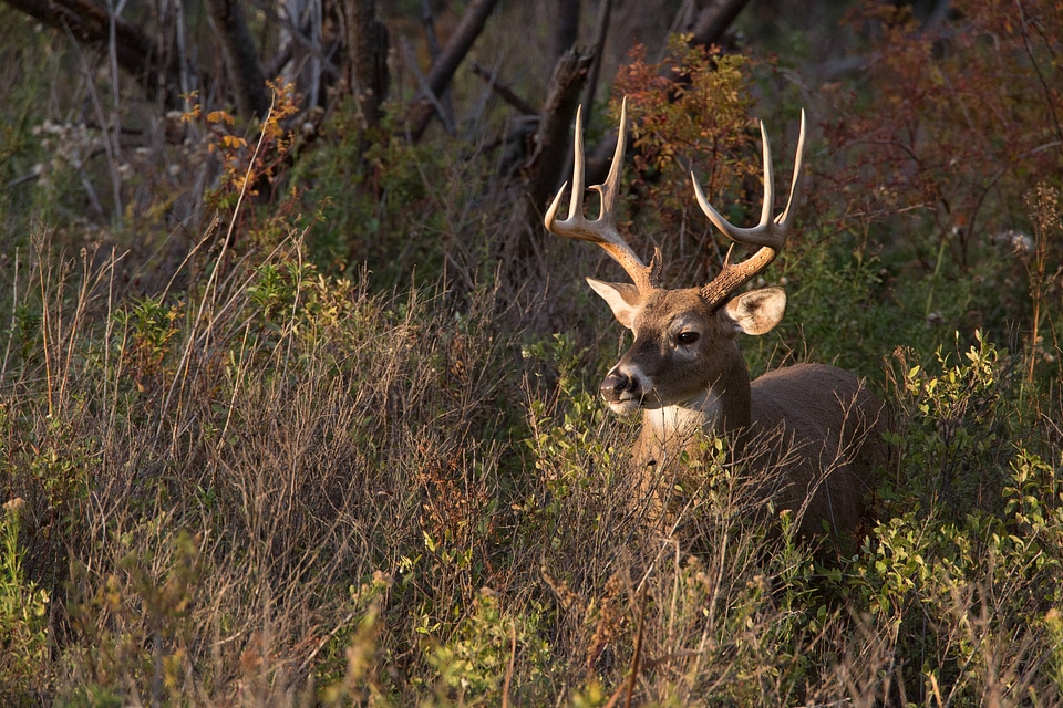 White-tailed buck feeds in thicket-3