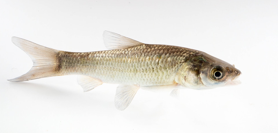 Black Carp Juvenile-1