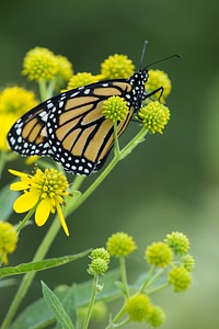 Monarch butterfly on flower photo