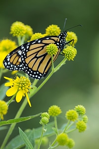 Monarch butterfly on flower
