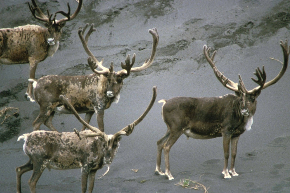 Caribou bulls in velvet