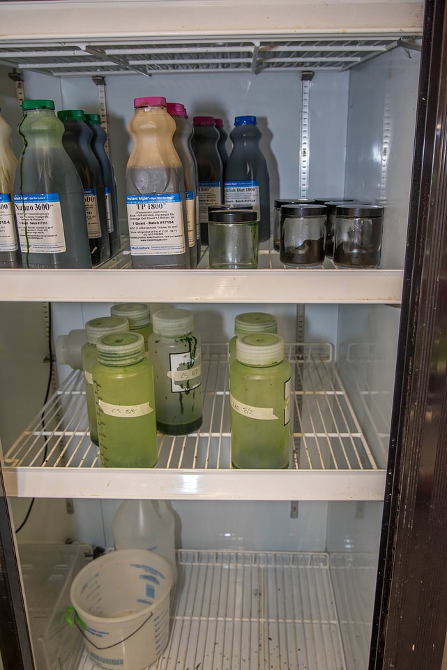 Cold storage for algae