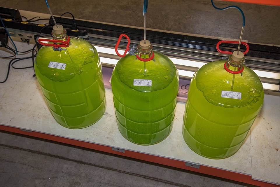 Glass jars for growing algae